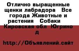Отлично выращенные щенки лабрадора - Все города Животные и растения » Собаки   . Кировская обл.,Югрино д.